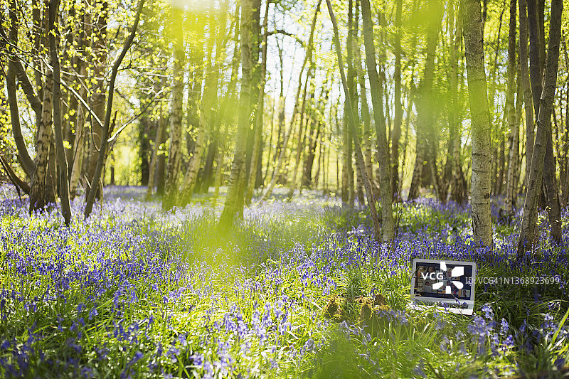 在阳光明媚的蓝色风铃木树林中，笔记本电脑屏幕上的视频聊天图片素材