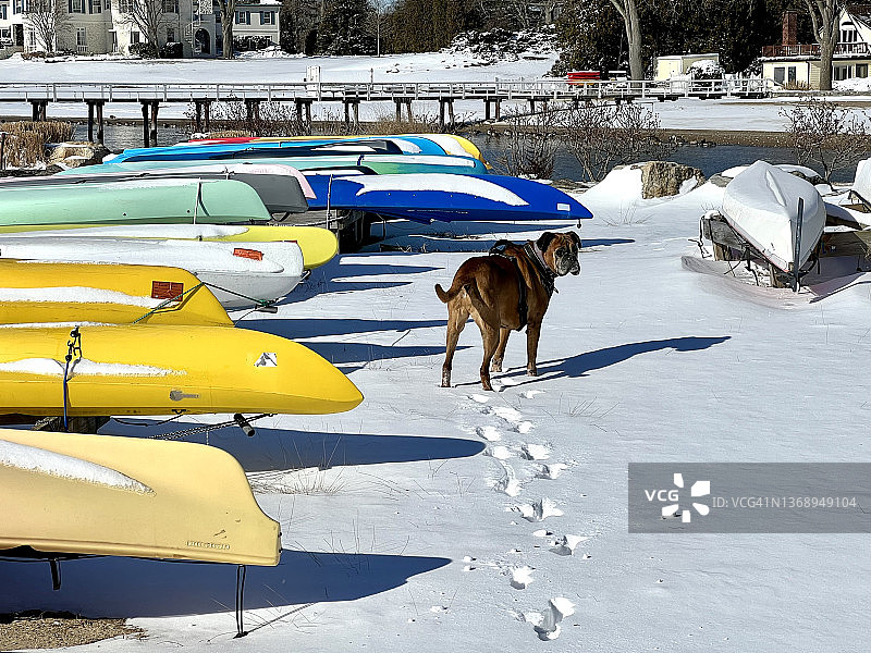 皮划艇旁的雪地犬图片素材