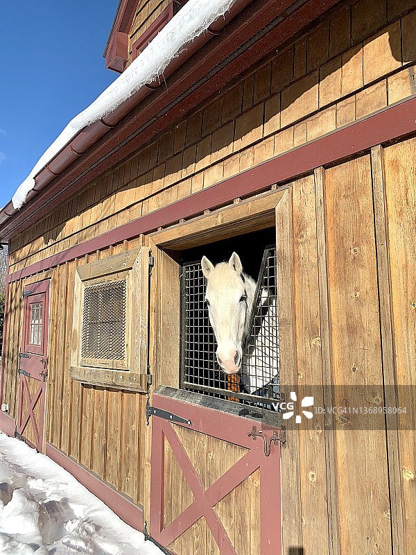 冬季的白马图片素材