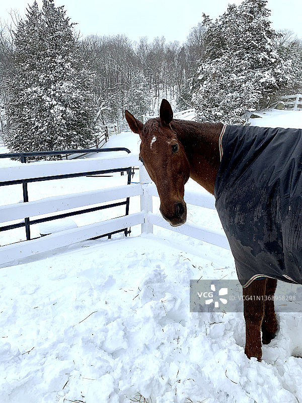 冬日里的骏马图片素材