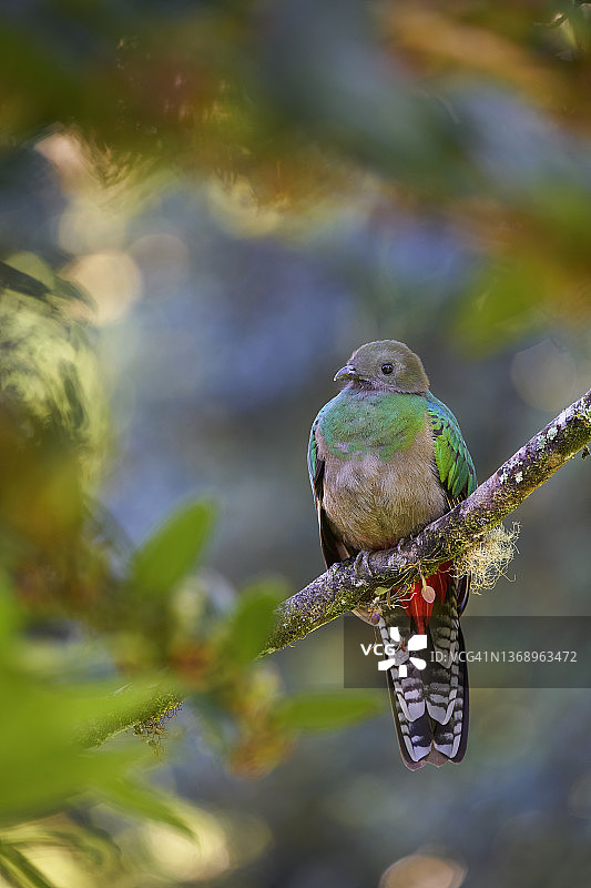 辉煌绿咬鹃图片素材