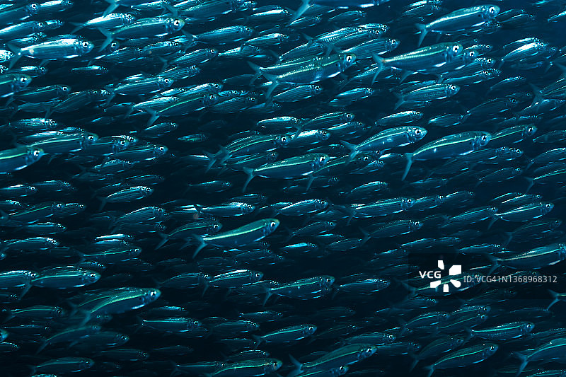 虚假鲱鱼群图片素材