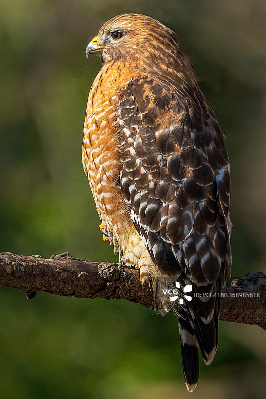 红肩鹰的侧面轮廓，绿色背景图片素材