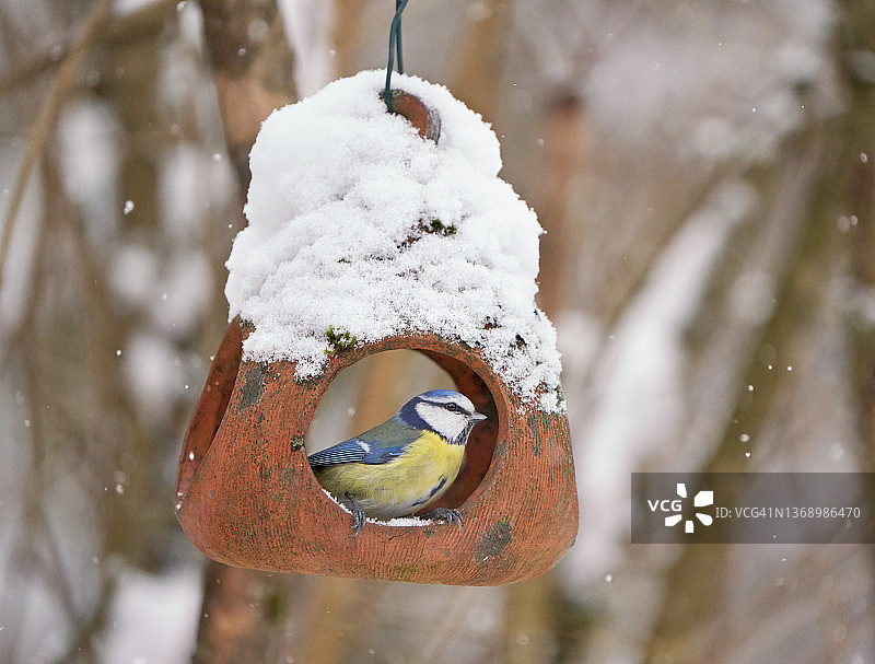 2月在挪威奥斯陆鸟类喂食器上休息的蓝山雀图片素材