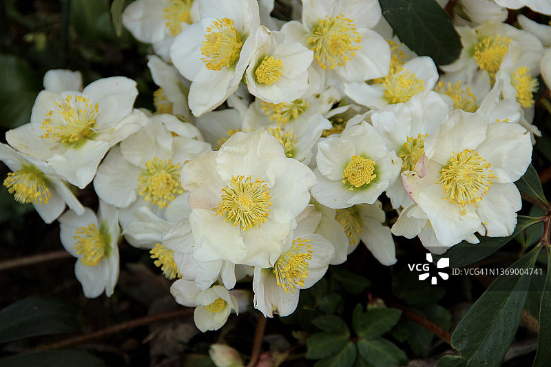 黑嚏根草图片素材