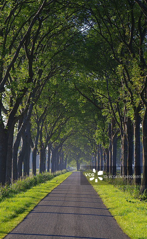 乡村公路旁的成排树木图片素材