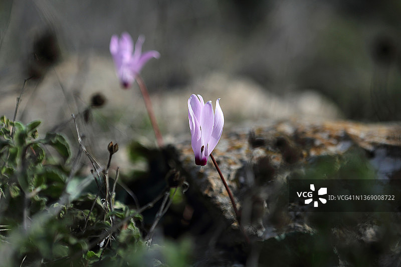 森林岩石上生长的粉色仙客来图片素材