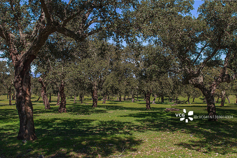 蒙弗拉韦国家公园，圣栎树图片素材