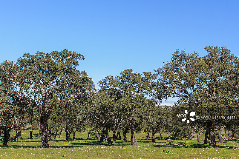 蒙弗拉韦国家公园，圣栎树图片素材
