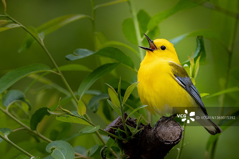 绿背景下的亮黄色鸣禽图片素材