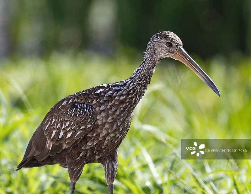 涉禽的一种图片素材