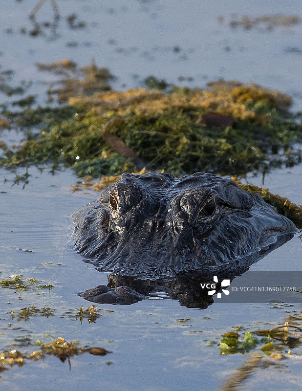 水中覆盖着苔藓的短吻鳄图片素材