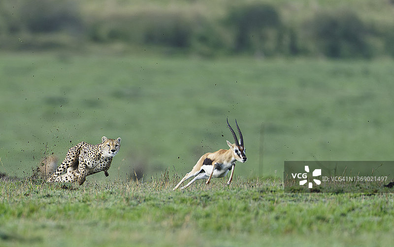 猎豹捕猎年老的汤氏瞪羚图片素材