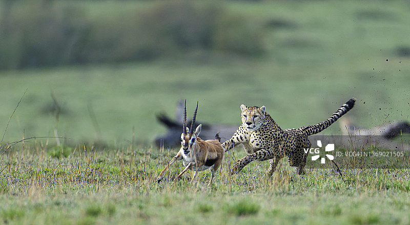 猎豹捕猎年老的汤氏瞪羚图片素材