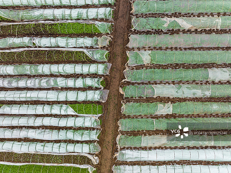 蔬菜温室航拍图片素材