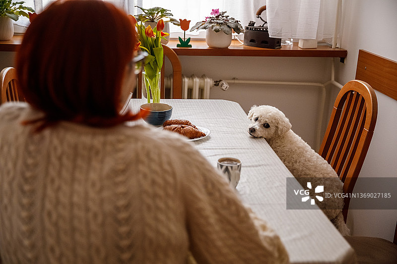 比熊犬陪伴主人喝咖啡图片素材