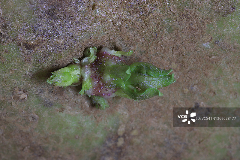 马铃薯发芽图片素材