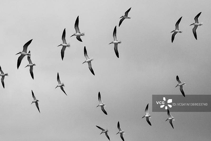 高空滑翔的鸟群图片素材