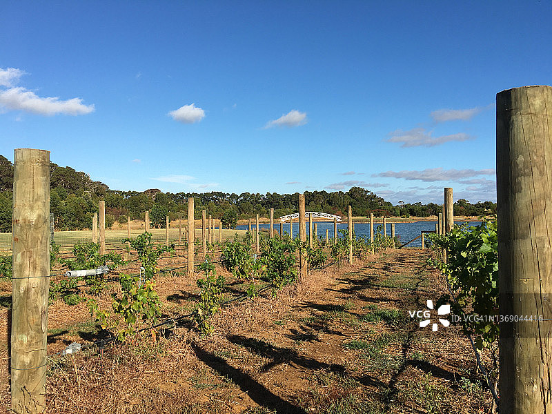 西澳大利亚玛格丽特河的葡萄园图片素材