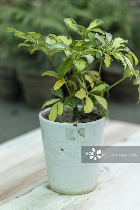 陶瓷盆中的杂色鹅掌柴小盆栽图片素材