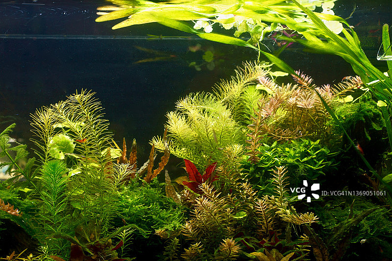 水草造景淡水水族箱研究1图片素材