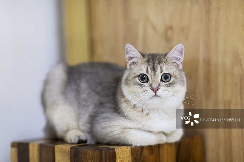 英国短毛猫特写图片素材