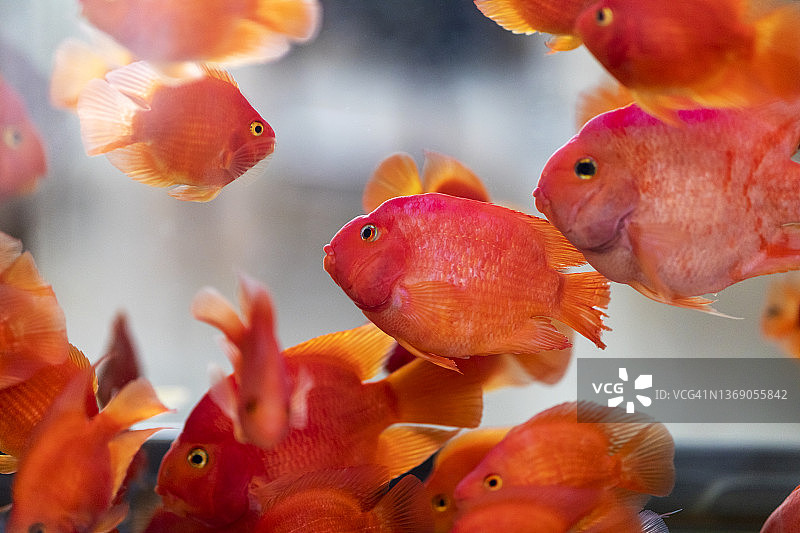 血鹦鹉，可爱的观赏鱼图片素材