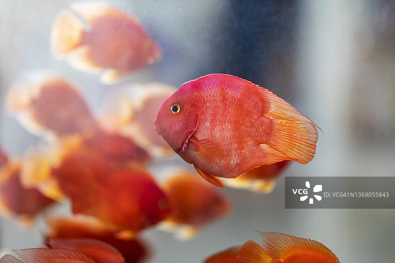 血鹦鹉，可爱的观赏鱼图片素材