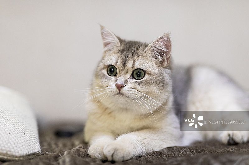 英国短毛猫特写图片素材