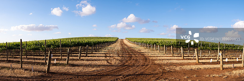 巴罗萨谷葡萄园图片素材