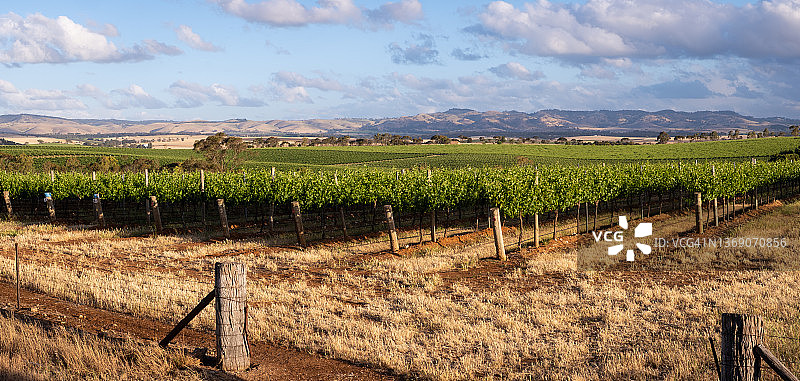 巴罗萨谷葡萄园图片素材