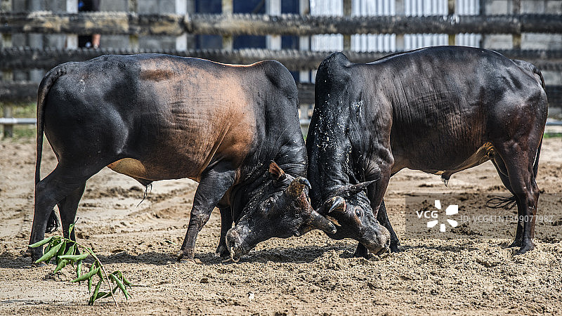斗牛图片素材