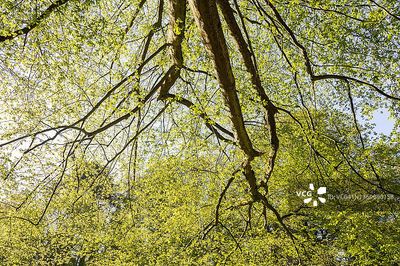春天山毛榉树上的叶子图片素材
