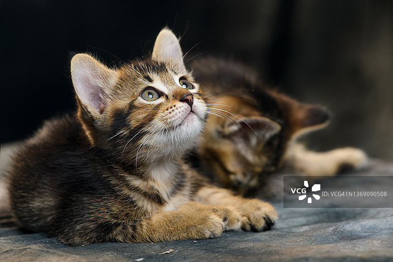 向上看的好奇的灰色条纹猫图片素材