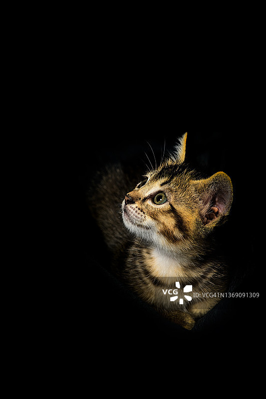 家养灰色虎斑猫的低调肖像图片素材