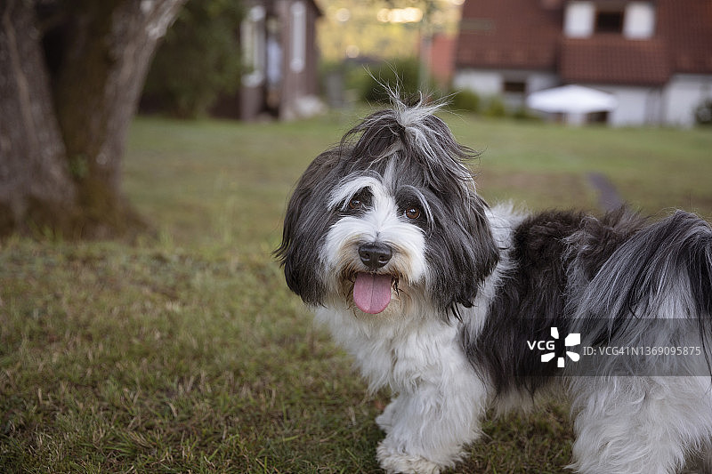 在夏日后院里准备玩耍的年轻黑白花狗图片素材