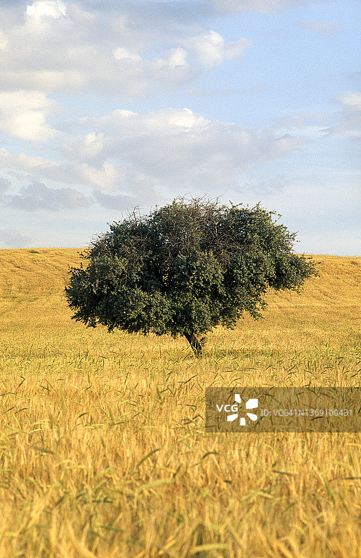 土耳其麦田图片素材