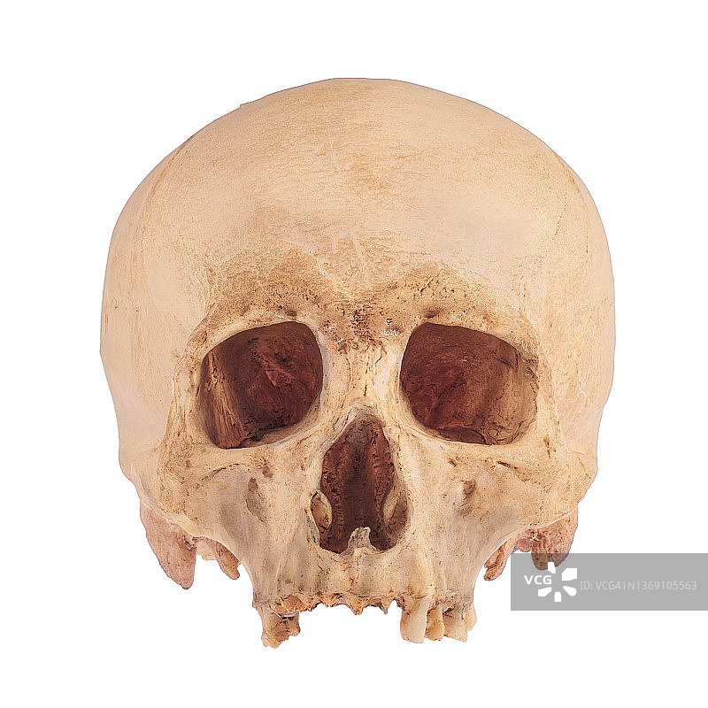 没有下颌的人类头骨正面图，白色背景隔离图片素材