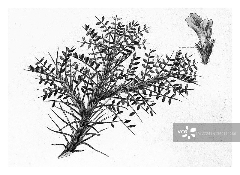 植物学古版画：草原植物 - 胶黄芪图片素材