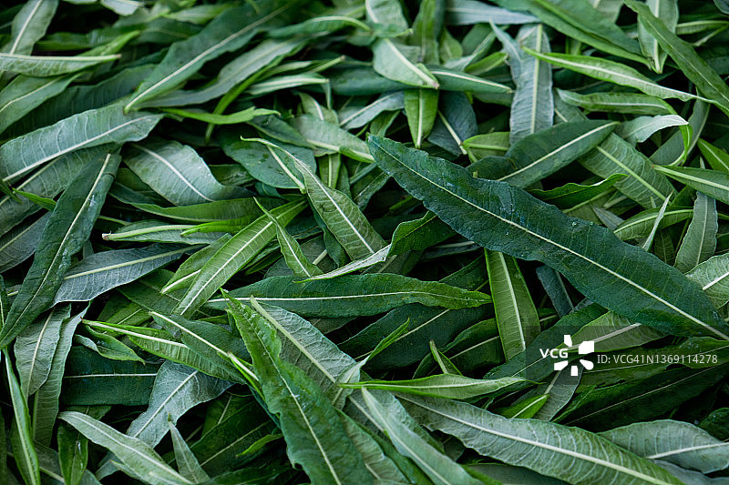 用于制作传统俄罗斯科波尔茶的绿叶，采摘伊万茶图片素材