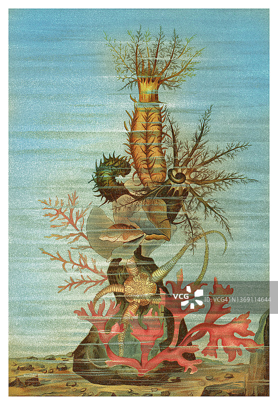 海参老式彩色石印插图图片素材