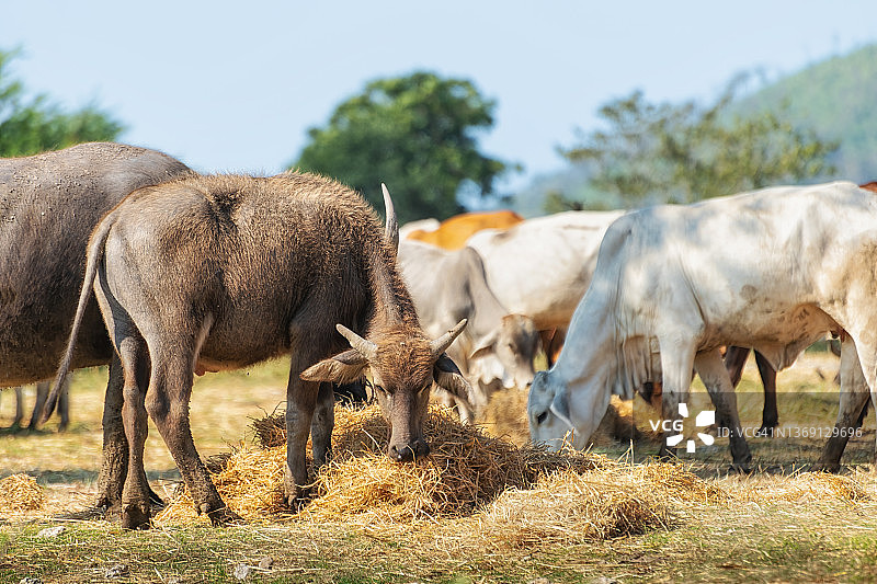 山间田野里吃草的水牛和牛图片素材