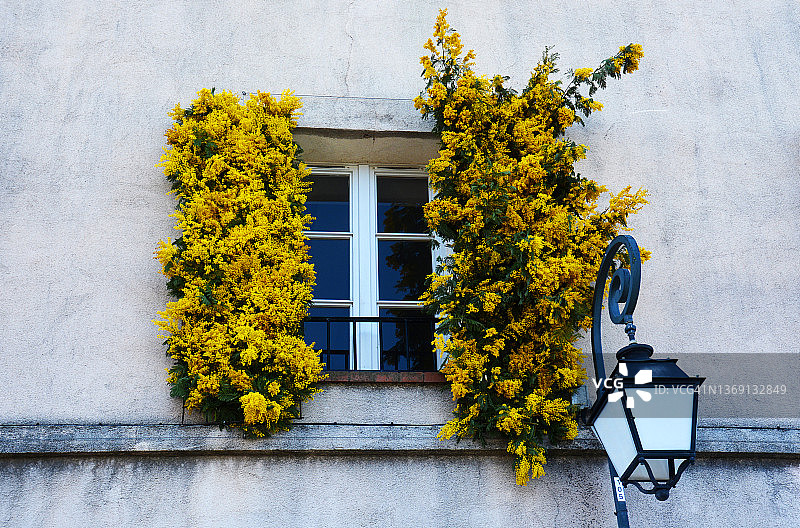 法国南部含羞草旁的窗户图片素材