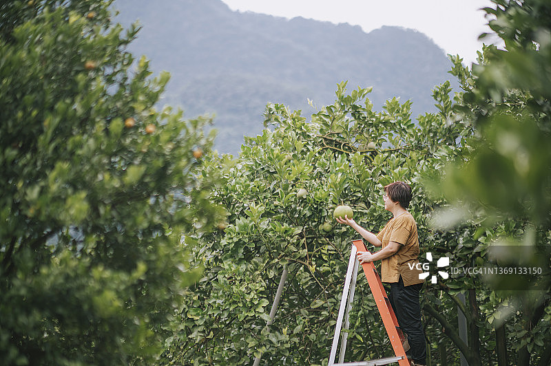 亚洲女农民在柚子园里采摘柚子图片素材