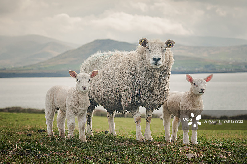 爱尔兰丁格尔半岛西海岸的绵羊家庭肖像：母羊和小羊图片素材