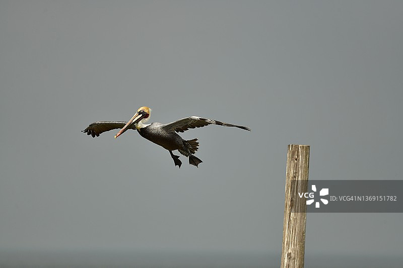 德克萨斯州南部鹈鹕飞行图片素材