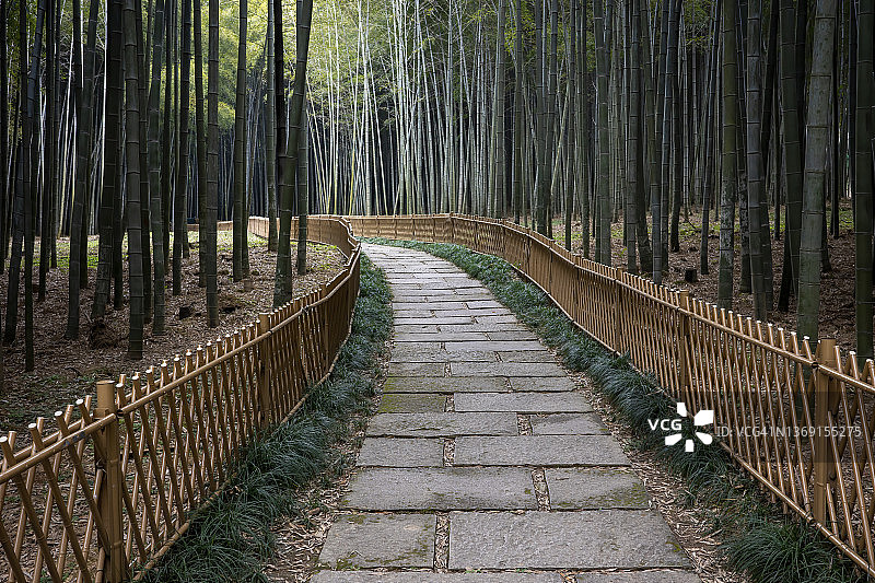 穿过竹林的道路图片素材