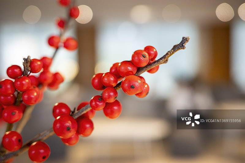 桌子上花瓶里的冬青图片素材