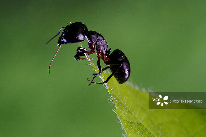 绿背景下的树枝上的黑蚂蚁图片素材