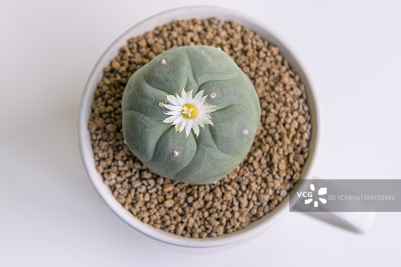 桌子上的盆栽仙人掌图片素材